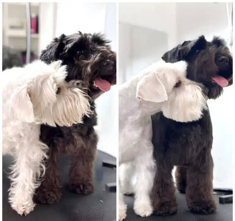 Чорний та білий цвергшнауцери стоять на одному столику на двох фото, різниця лише в результаті стрижки