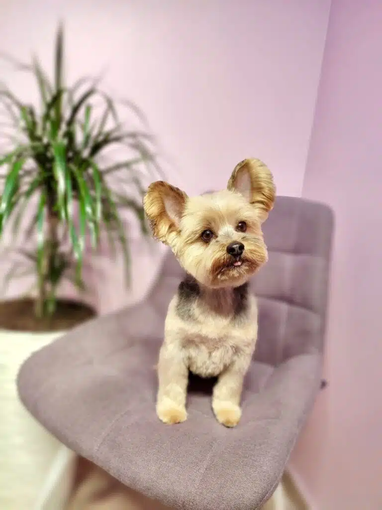 Йорк з круглими вушками дивиться в бік, сидячи на лавандовому м'якому кріслі біля вазона