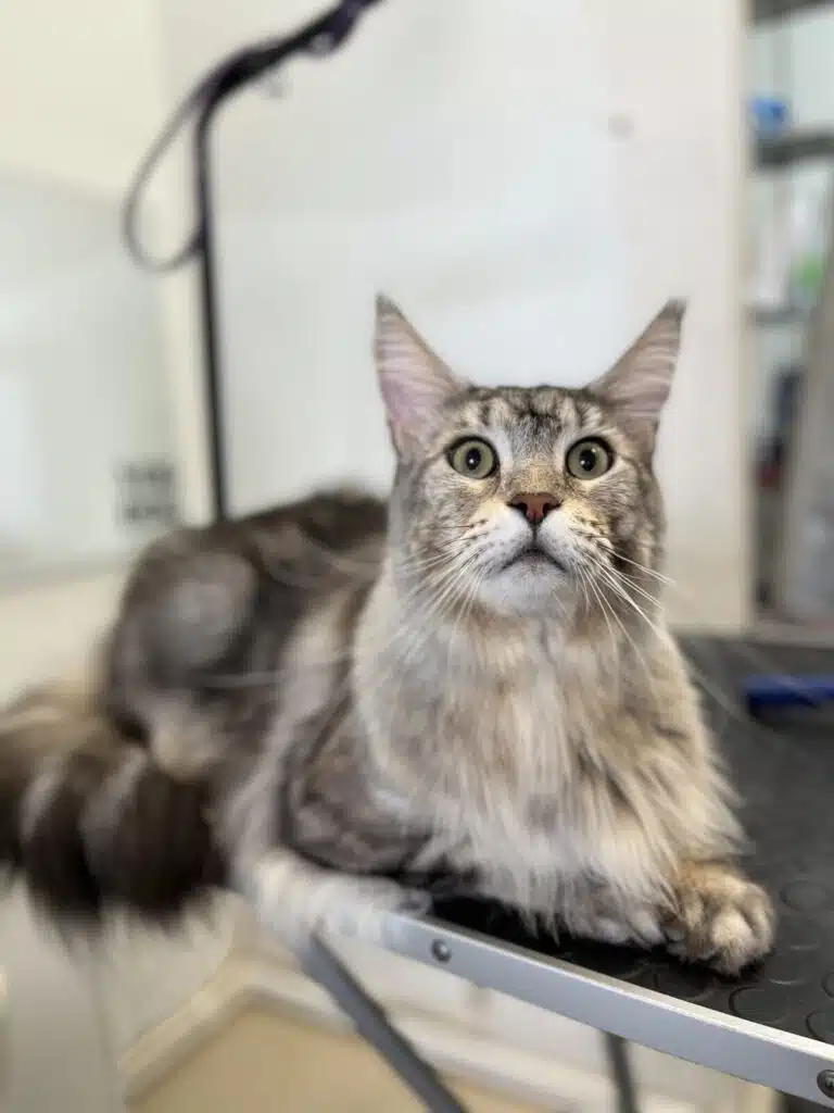 На краю стола лежить мейн-кун з зеленими очима, який підняв голову, щось виглядаючи