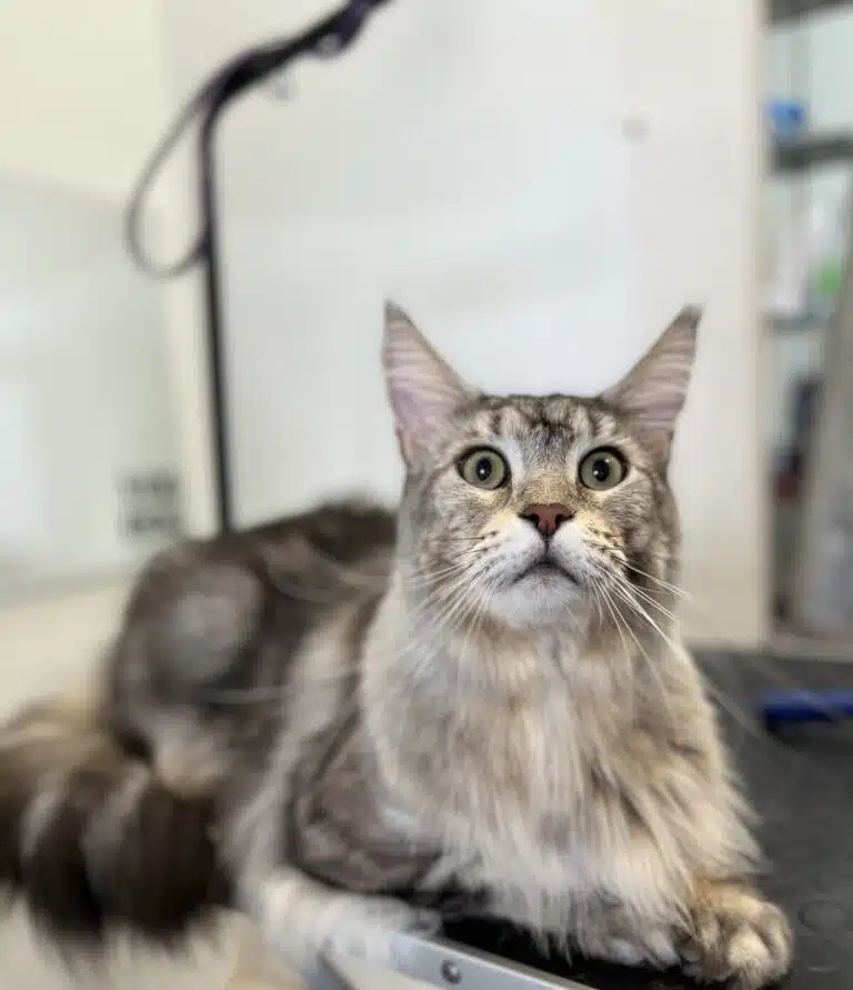 Мейн-кун з зеленими очима, лежачи на столі, підняв вверх голову та за чимось спостерігає