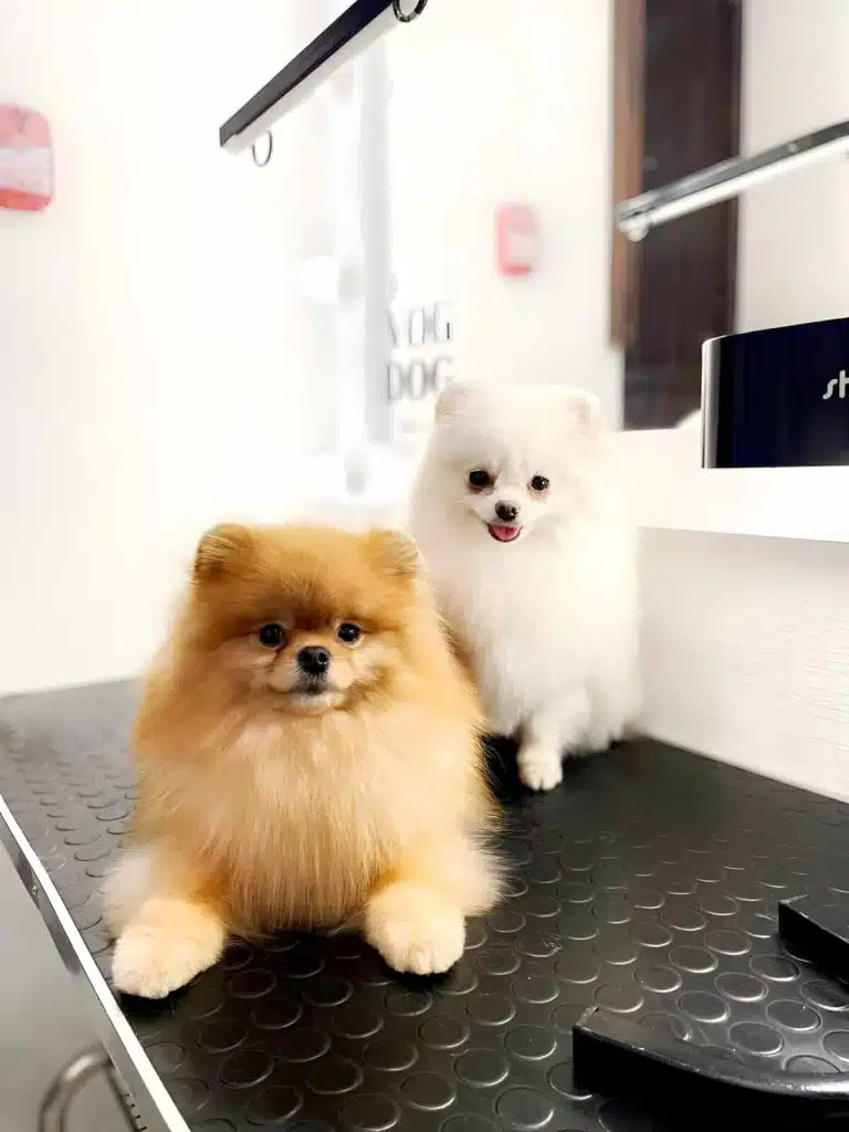 Рудий шпіц лежить на столі, а білий сидить позаду