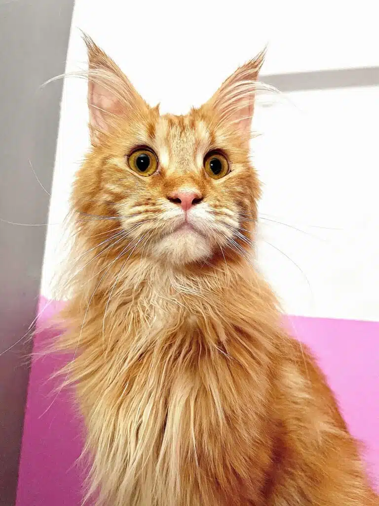 Рудий мейн-кун з жовтими очима сидить спиною до рожево-білої стіни