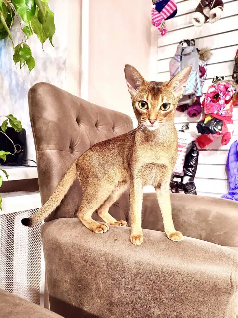 Абіссінська кішка стоїть на підлокітнику коричневого крісла, що розташували біля підвіконня