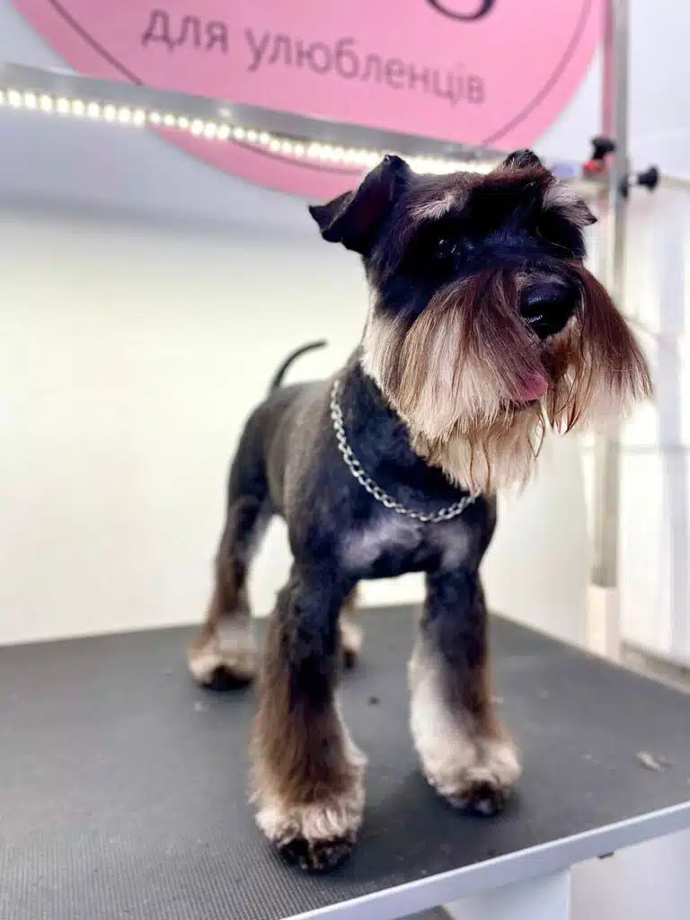 Залізний ланцюжок на шиї підстриженого цвергшнауцера надає йому брутального вигляду
