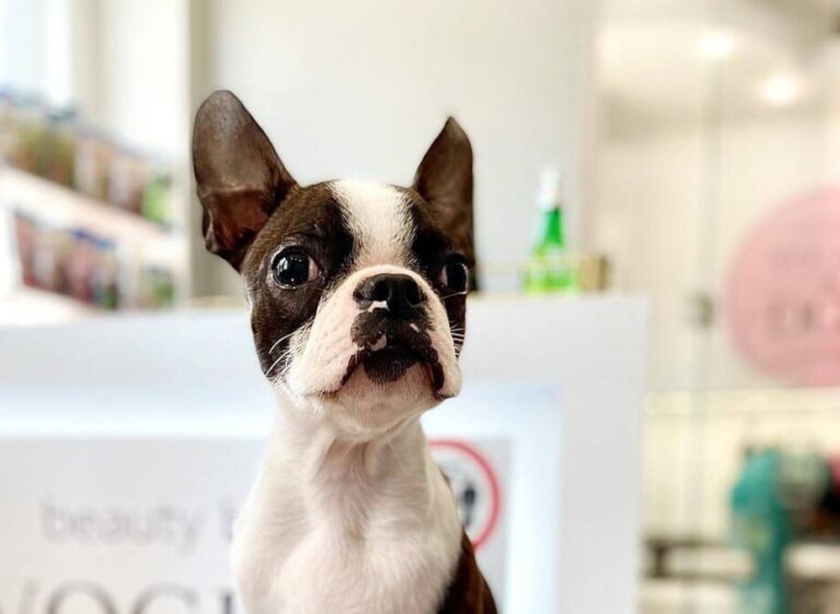 Чорно-білий бульдог сидить в приймальні грумінг-салону з рожевим логотипом