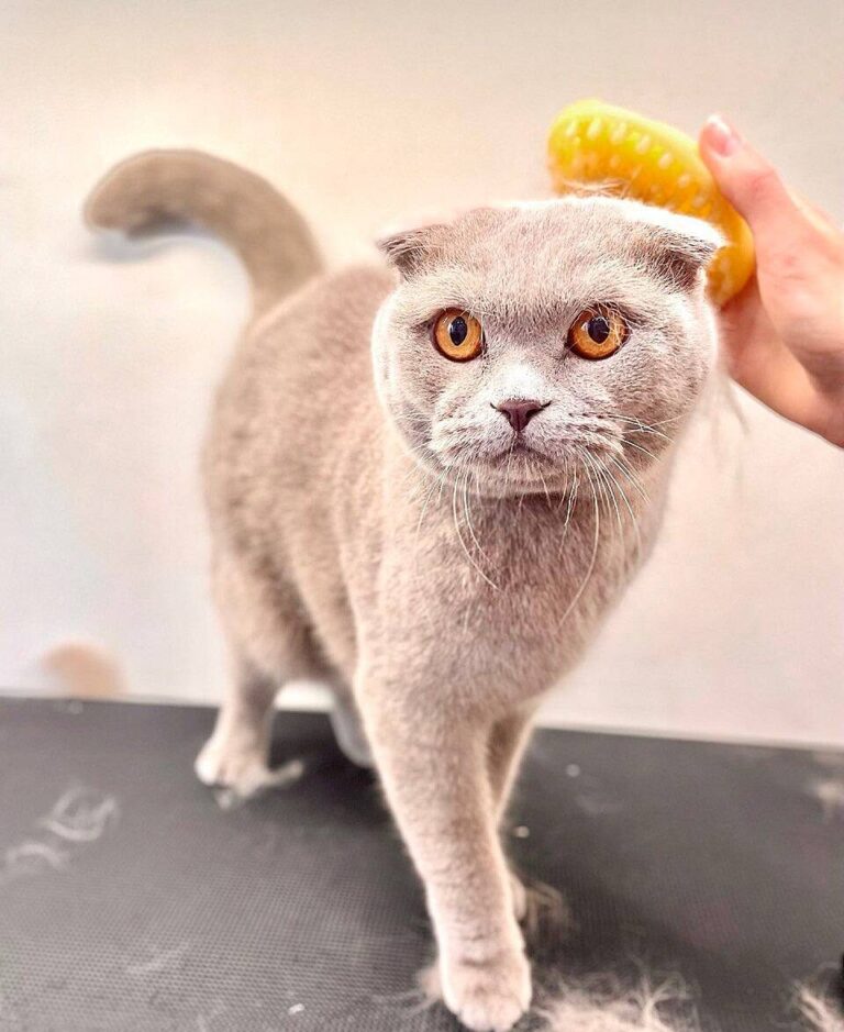 Сірий короткошерстий кіт з жовтими очима має на голові шерсть, які грумер вже вичесав силіконовою щіткою