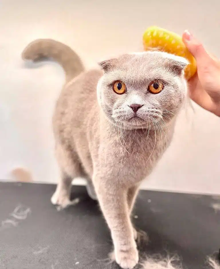 Сірий короткошерстий кіт з жовтими очима має на голові шерсть, які грумер вже вичесав силіконовою щіткою