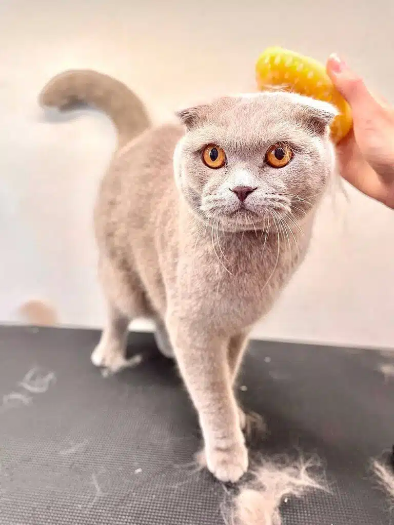 Грумер вичісує шерсть сірого кота на голові силіконовою щіткою жовтого кольору