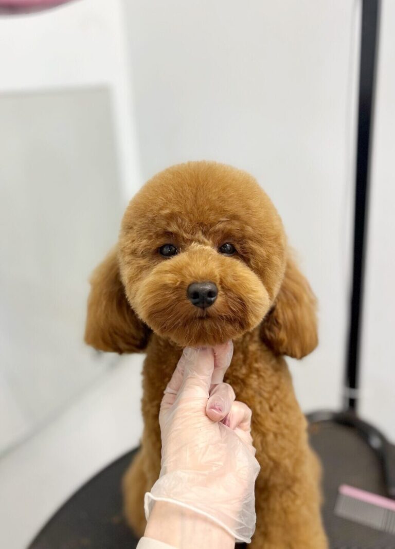 Золотистий мальтіпу з круглою головою сидить біля рожевого гребінця поруч з прямокутним дзеркалом