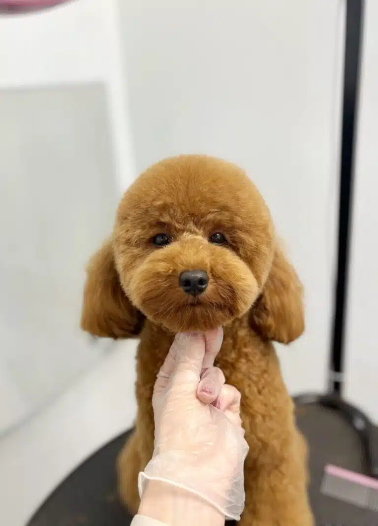 Золотистий мальтіпу з круглою головою сидить біля рожевого гребінця поруч з прямокутним дзеркалом