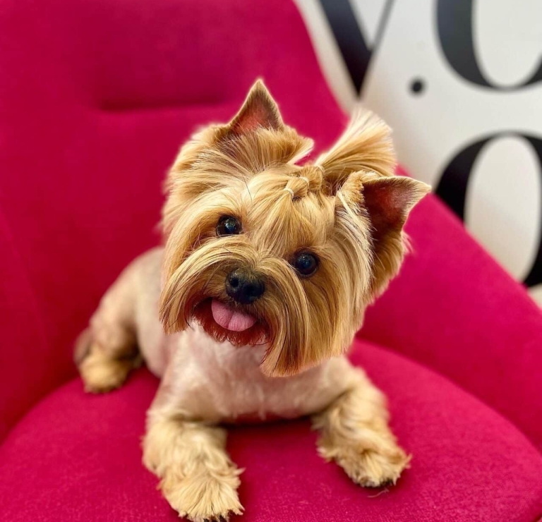 Йорк з заплетеним топ кнотом має гострі вушка та рожевий язичок, який і демонструє на камеру