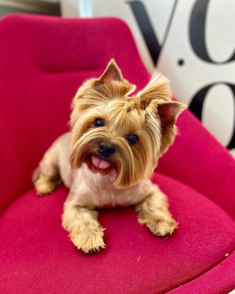 На м'якому малиновому кріслі показує свого язика чарівний йорк з акуратною зачіскою