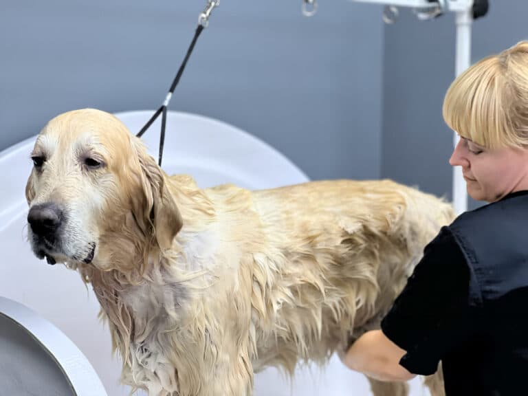 Грумерка з білою гривкою купає у ванні золотистого ретривера з сумною мордою