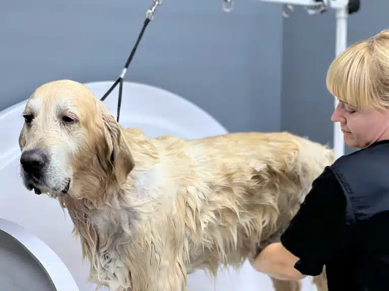 Грумерка з білою гривкою купає у ванні золотистого ретривера з сумною мордою