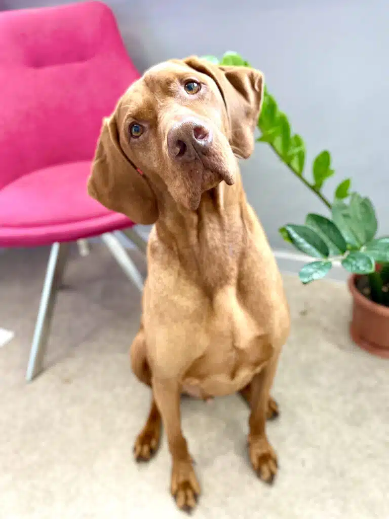 Світло-коричневий гладкошерстий пес сидить поміж рожевим стільцем та вазоном