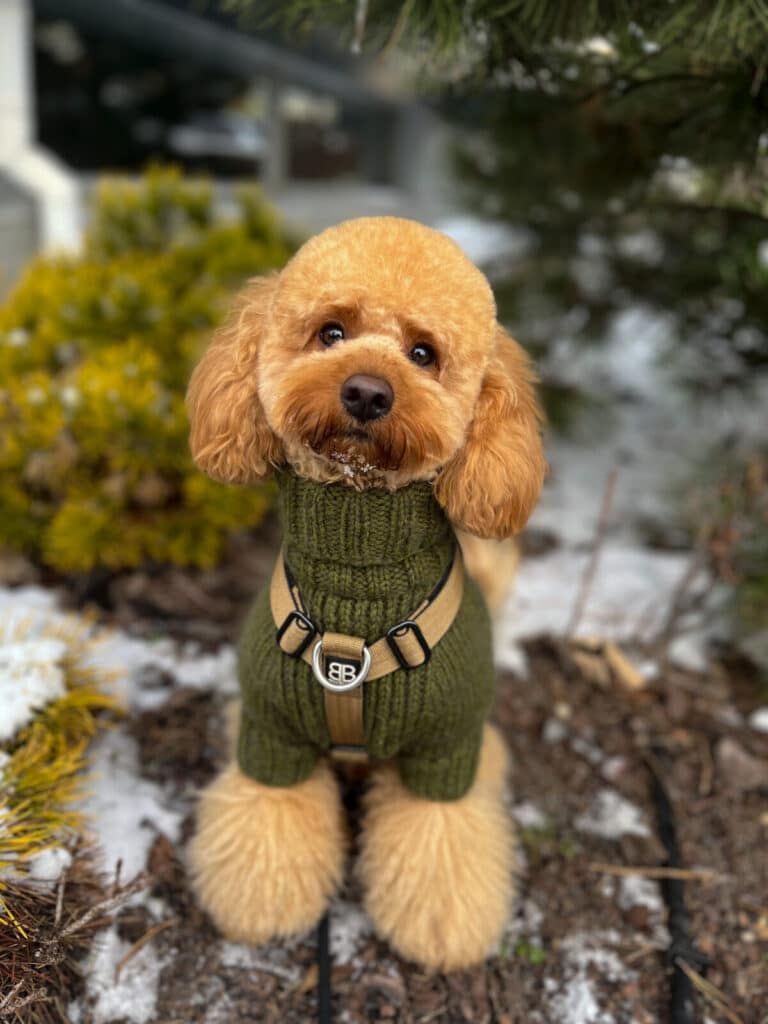 Той-пудель в зеленому светрі та жовтій амуніції сидить на замерзлій землі