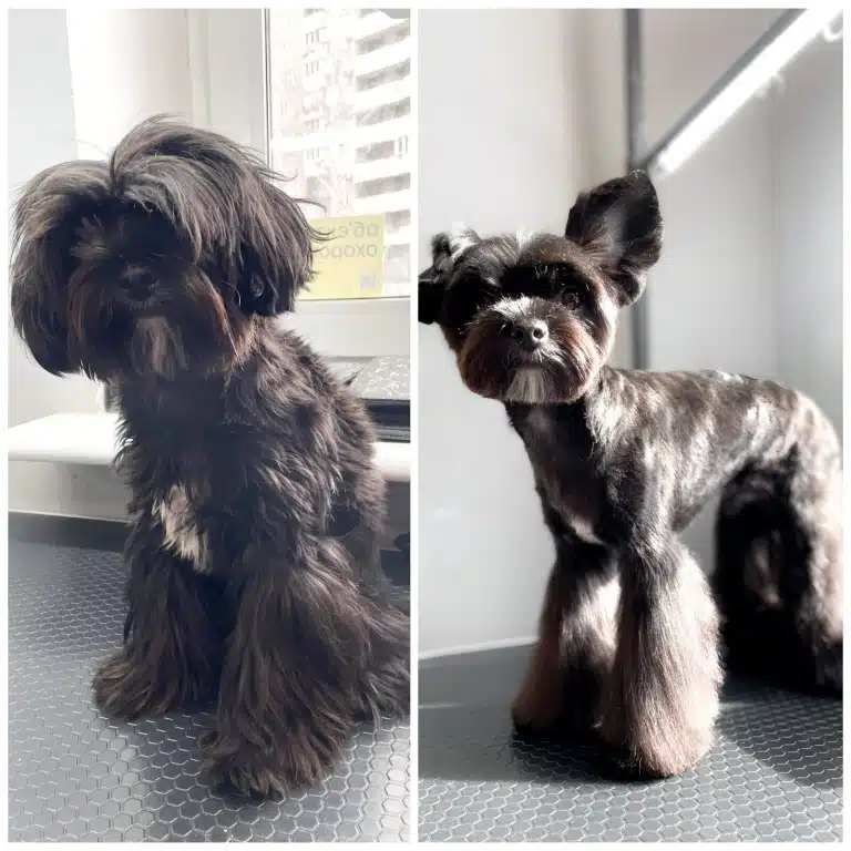 Перед грумінгом мальтіпу має довгу неохайну шерсть, а після - блискучу, коротку та вичесану