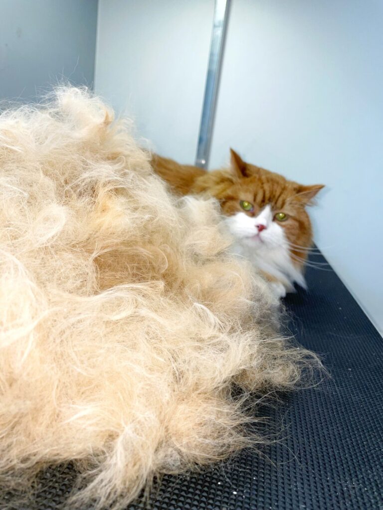 Рудий кіт з білими щічками ховається за купою вичесаного грумером підшерстя