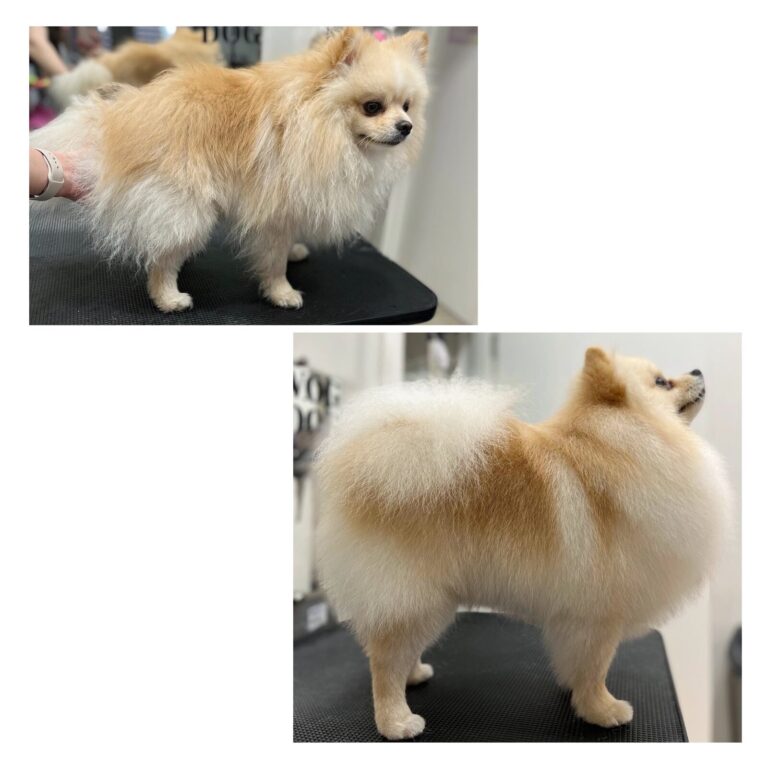 З професійною стрижкою в грумінг-салоні можна змінити силуєт шпіца