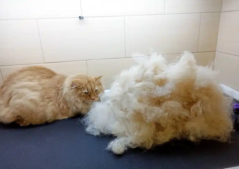 В грумерській з бежевою плиткою на стінах на столі лежить рудий котик з купою вичесаного підшерстя