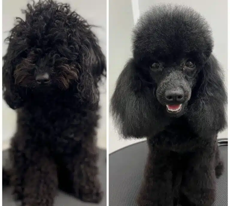 Прийшовши в салон з довгою шерстю, чорний пудель де додому з забритою мордою