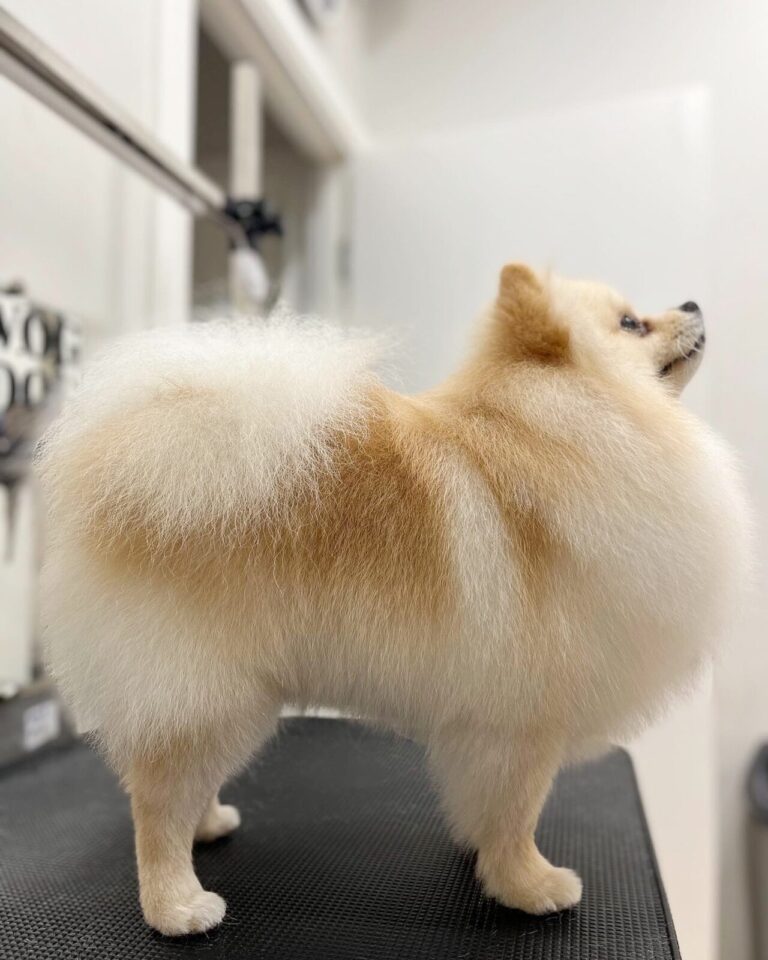 Шпіц повернувся попою до дзеркала, щоб було гарно видно породну стрижку