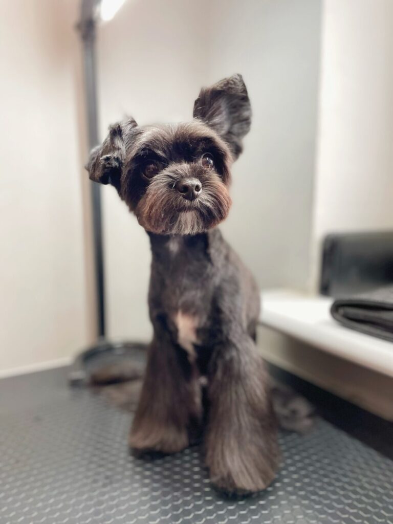 Чорно-білий пес з довгою шерстю на лапах сидить на столі біля підвіконня та одним вухом прислухається до звуків