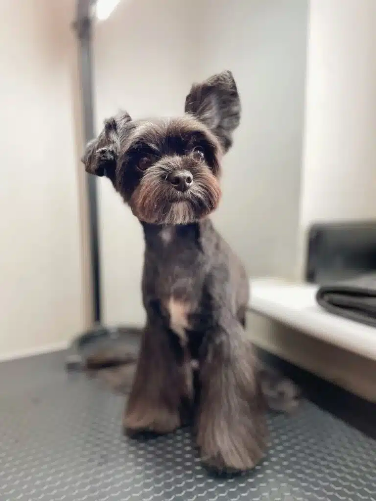 Чорно-білий пес з довгою шерстю на лапах сидить на столі біля підвіконня та одним вухом прислухається до звуків