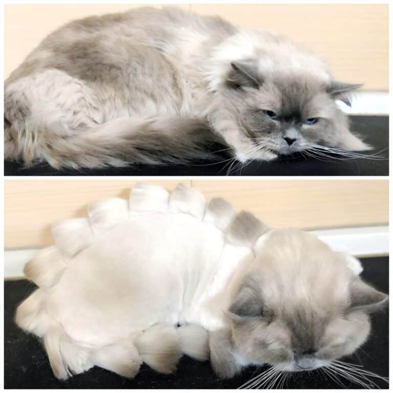 Колаж зі стрижкою довгошерстого кота під дракона