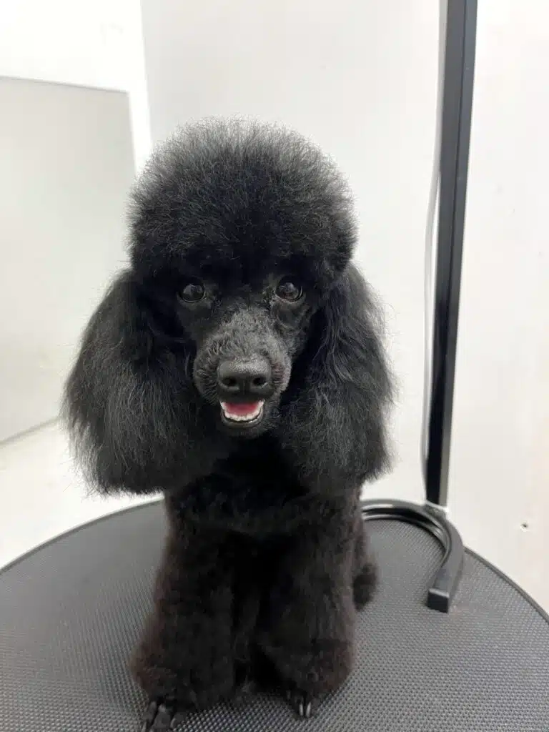 Чорний пудель з шапочкою, наче хмаринка, має блискучі чорні очі та кігтики