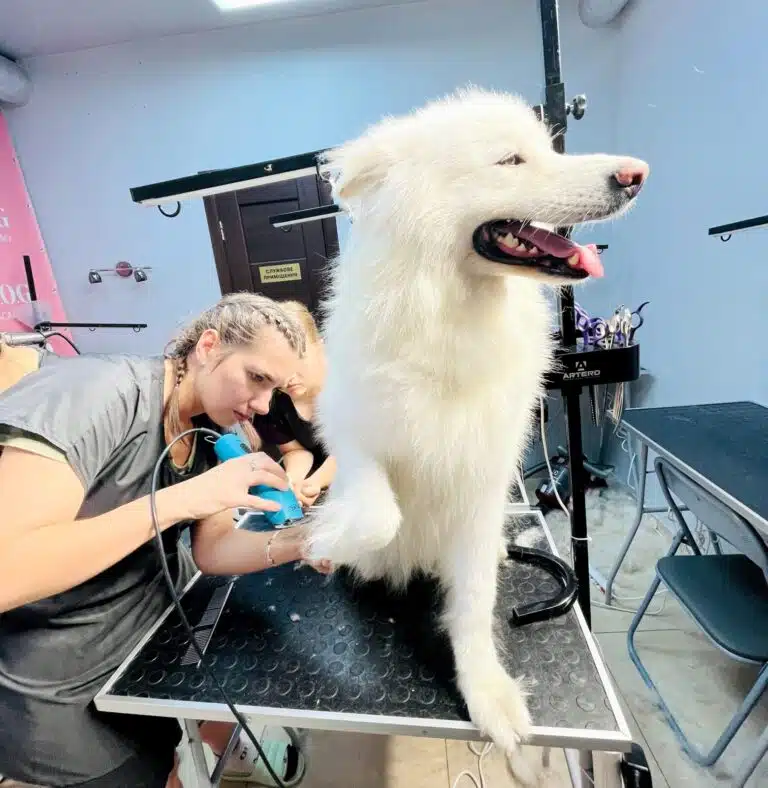 Великий білий пес сидить на чорному столі з піднятою лапою, на якій грумер синьою машинкою прибирає зайву шерсть