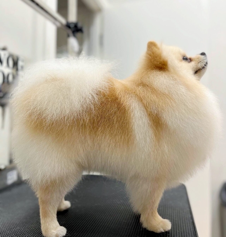 Шпіц з ділянками рудої та бежевої шерсті підняв голову вверх, що було видно породні лінії стрижки грумера