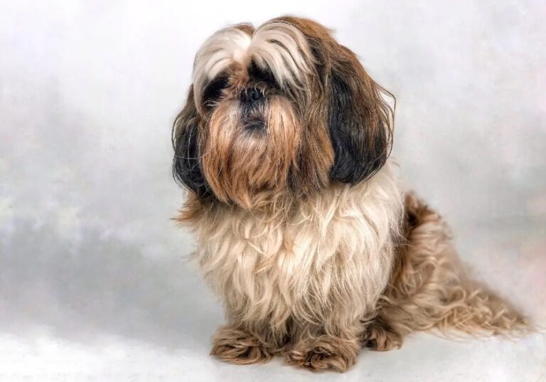 Ши-цу схожий на бродягу: шерсть заплутана, довга, жирна
