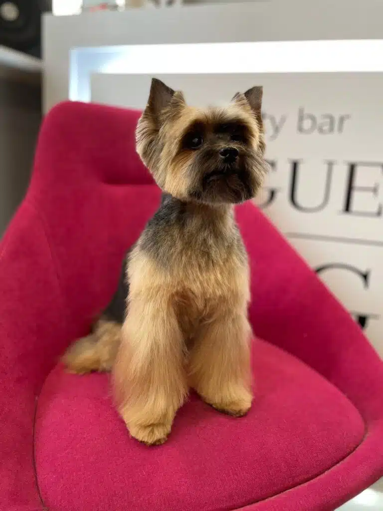 Йорк з довгою шерстю на лапках сидить на м'якому малиновому кріслі біля вітрини