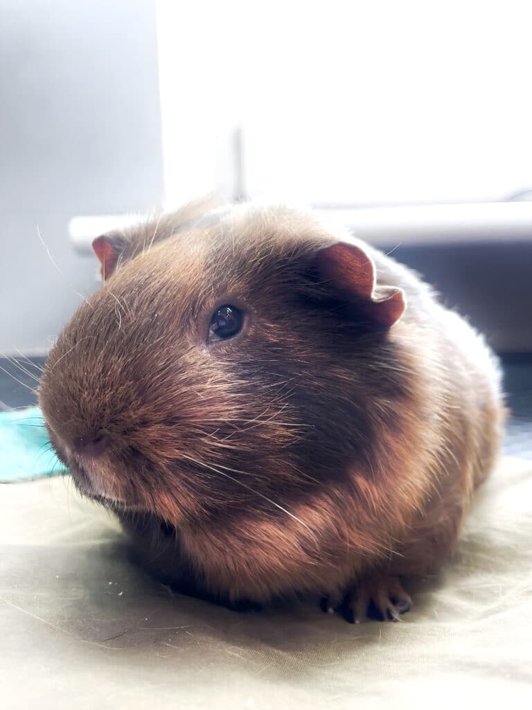 Коричнева морська свинка з маленькими вушками спирається на всю площу своїх лапок