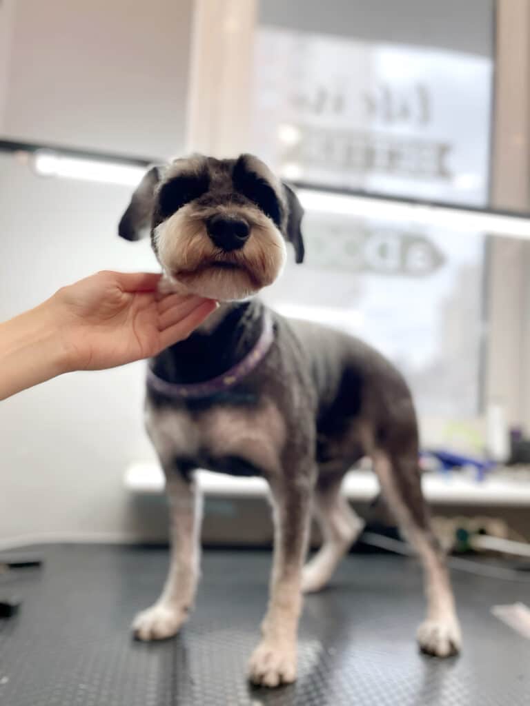 Грумерка підняла голову підстриженого цвергшнауцера, щоб продемонструвати результат своєї роботи