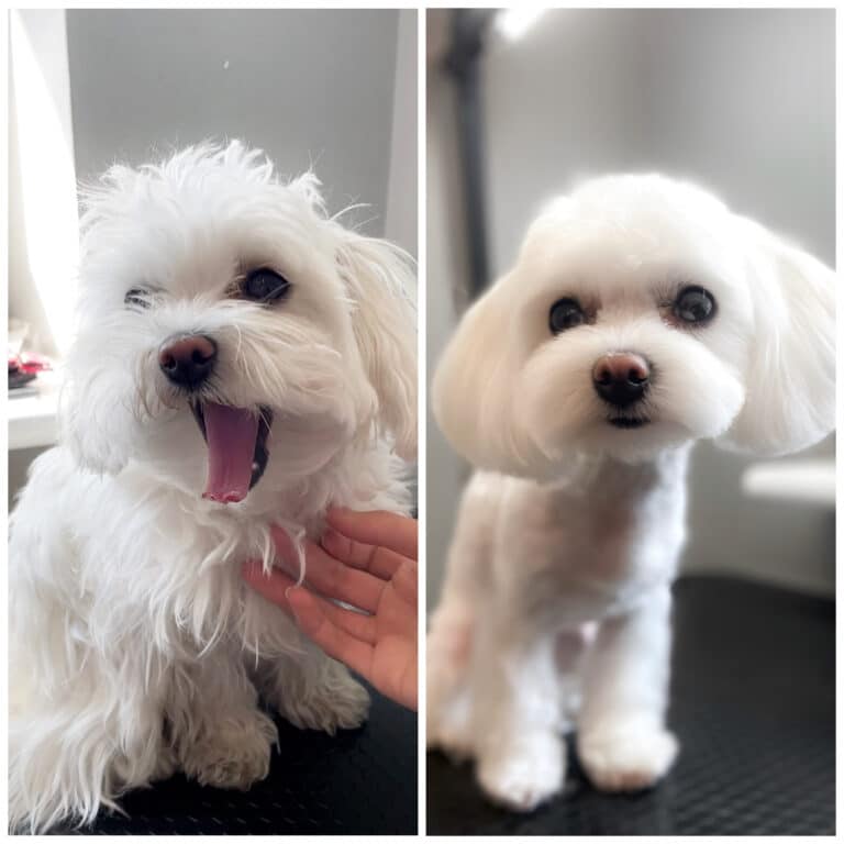 Результат стрижки мальтезе в порівнянні зі станом шерсті, який був до початку грумінгу