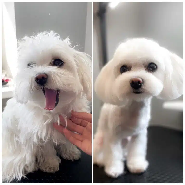 Результат стрижки мальтезе в порівнянні зі станом шерсті, який був до початку грумінгу