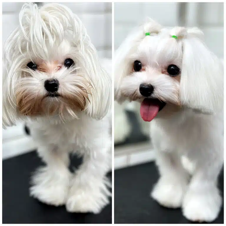 Перевтілення мальтезе, де грумеру вдалось прибрати більшу частину коричневої шерсті на бороді