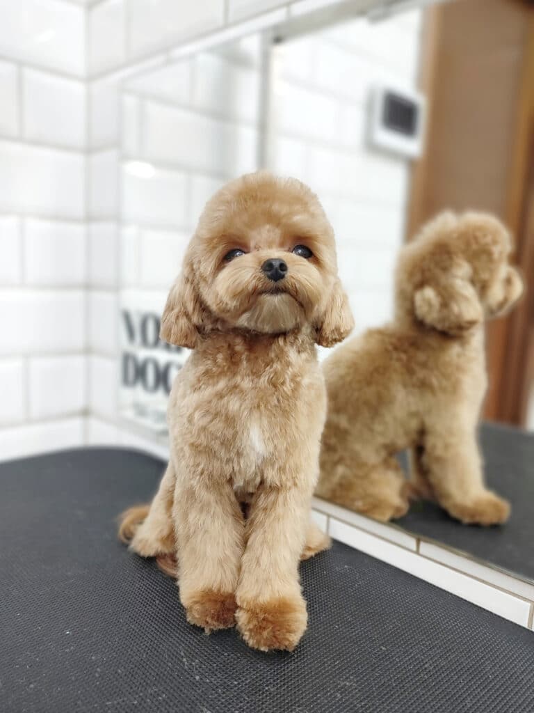 Мальтіпу з білою плямкою на грудях має блискучу та чисту шерсть після грумінгу