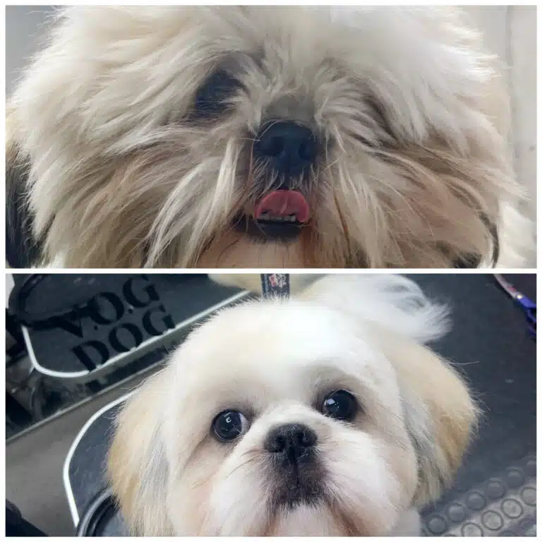 Колаж зі стрижкою голови ши-цу, де видно результат професійного догляду