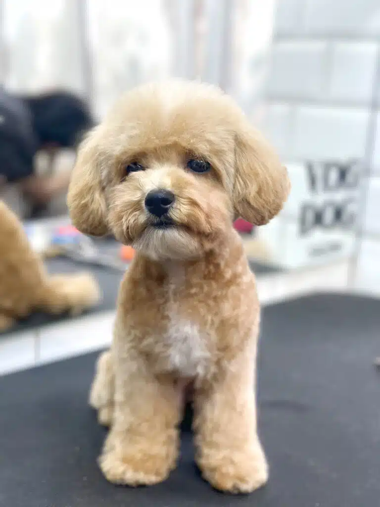 Маленький мальтіпу з плюшевою шерстю сидить спиною до дзеркала з логотипом салону