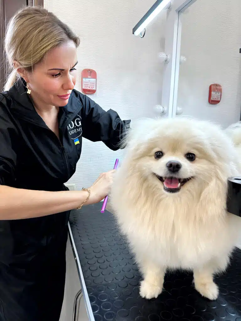 Грумер в чорній формі прочісує фіолетовим гребінцем густу шерсть білого шпіца