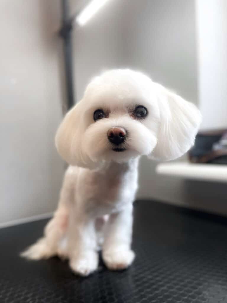 Мальтезе з об'ємними вушками та коротким корпусом виглядає мило та доглянуто