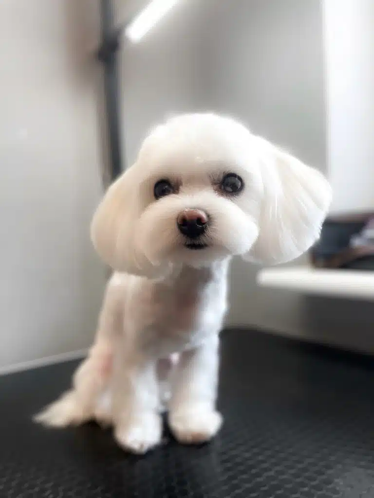 Мальтезе з об'ємними вушками та коротким корпусом виглядає мило та доглянуто