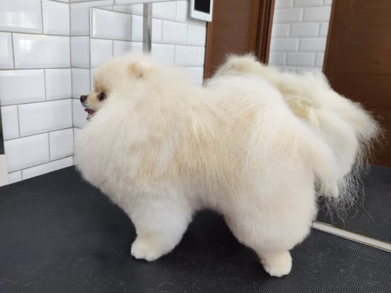 Кремовий шпіц з породною стрижкою стоїть боком до прямокутного дзеркала