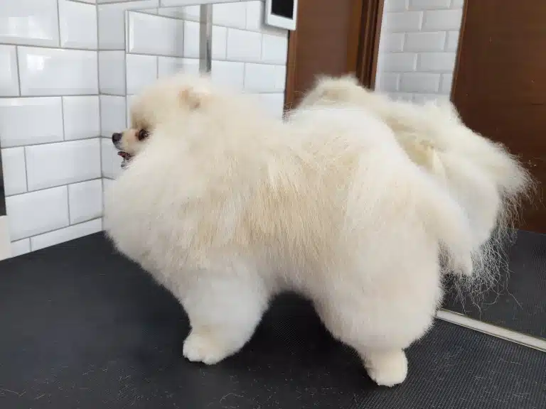 Кремовий шпіц з породною стрижкою стоїть боком до прямокутного дзеркала