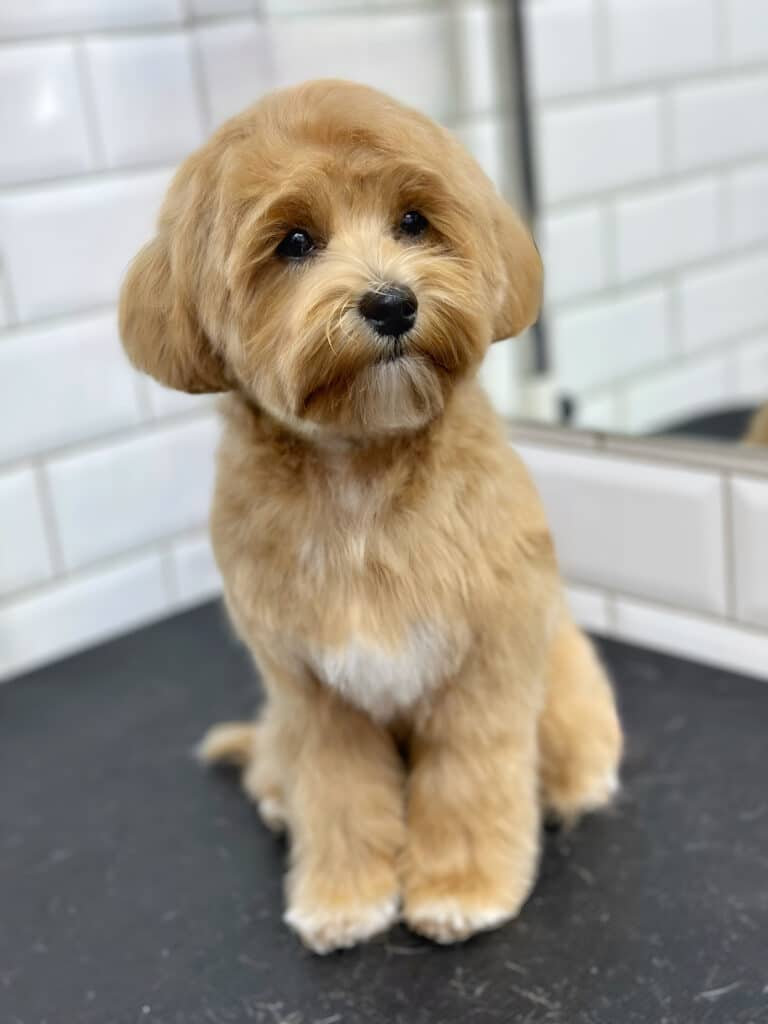 Мальтіпу з овальною головою та круглими вушками сидить на столі та має сумний погляд