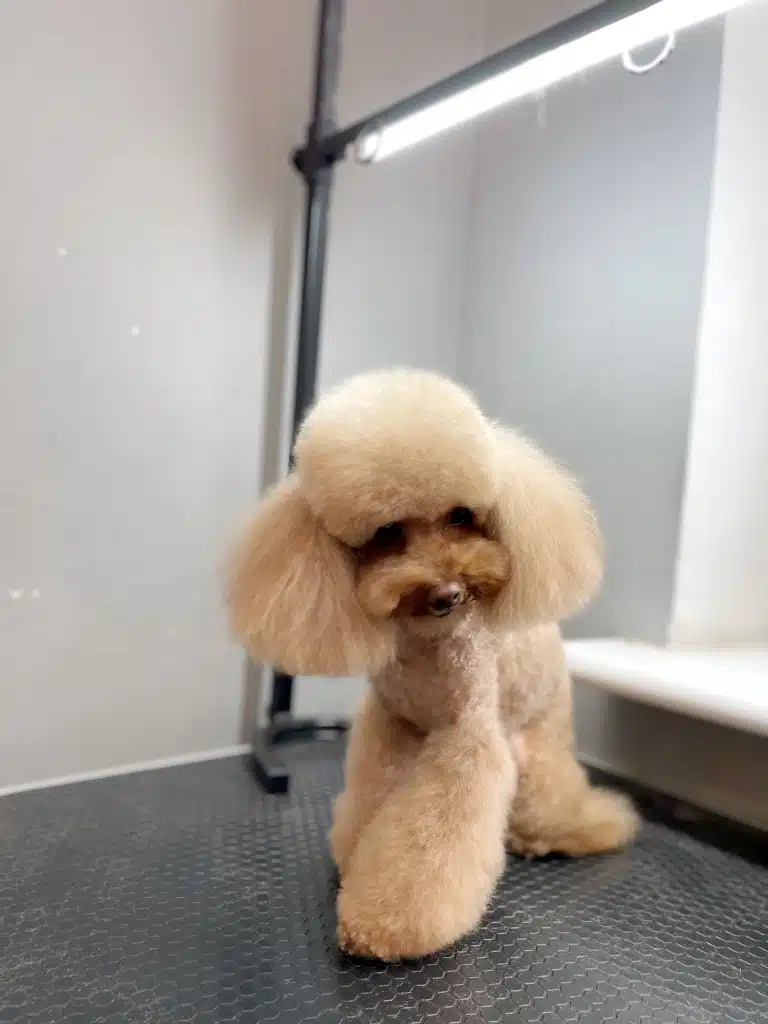 Мальтіпу з азійською стрижкою зігнувся на столику та дивиться вниз