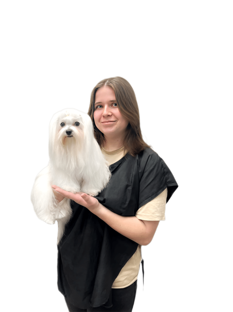 Дівчина в бежевій футболці та чорному фартусі тримає з правого боку довгошерстого білого мальтезе